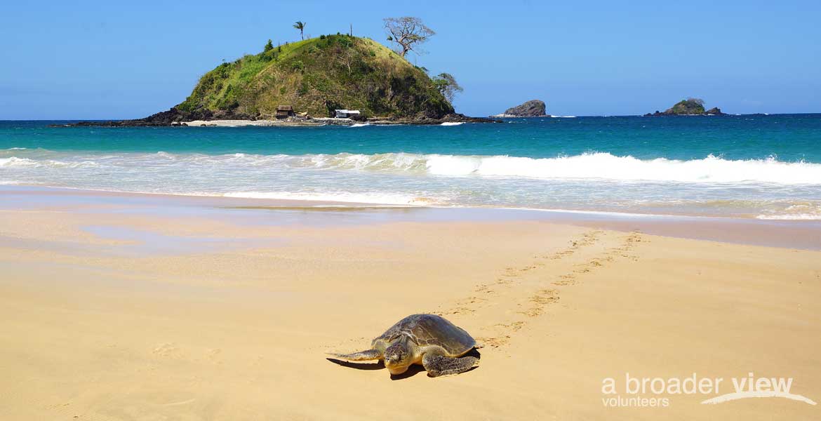 Volunteer Abroad Sea Turtle Conservation Program | Pacific & Caribbean