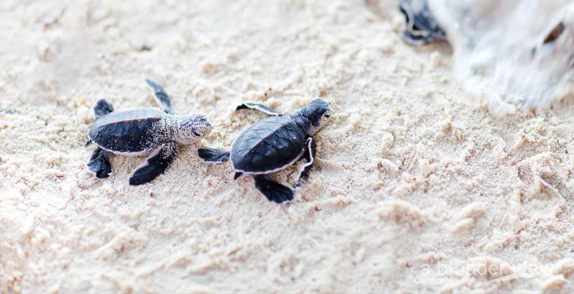 volunteer Costa Rica Caribbean Turtles