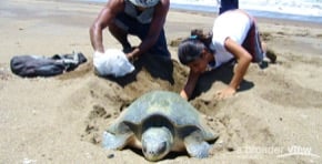  Volunteer Costa Rica: Sea Turtle Internship