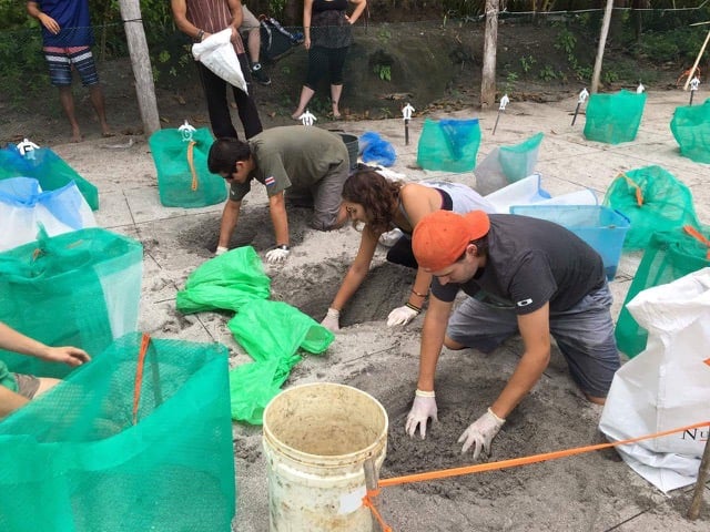 Review Devon Coulter Volunteer in Costa Rica Sea Turtle Conservation Program