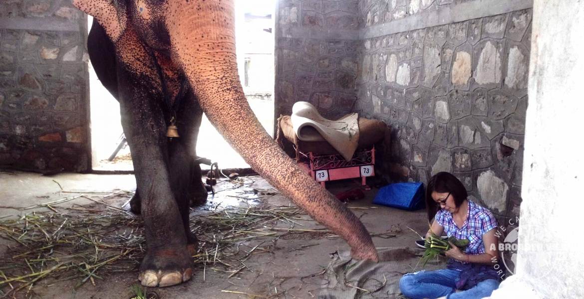 Volunteer in India jaipur elephant Care